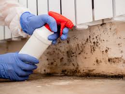 Professional Mold Inspection in New London, MN